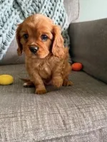 Rusty, a male Cavalier King Charles Spaniel for sale in Bartlesville, OK – Photo 5 of 6