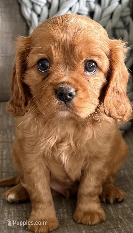 Rusty – Cavalier King Charles Spaniel puppy for sale in Bartlesville, OK