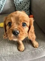 Rusty, a male Cavalier King Charles Spaniel for sale in Bartlesville, OK – Photo 4 of 6