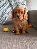 Rusty, a male Cavalier King Charles Spaniel for sale in Bartlesville, OK – Photo 6 of 6