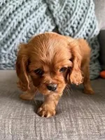Rusty, a male Cavalier King Charles Spaniel for sale in Bartlesville, OK – Photo 3 of 6