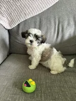 Ziggy, a male Maltese and Shih Tzu for sale in Bartlesville, OK – 2 of 4