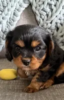 Piper, a female Cavalier King Charles Spaniel for sale in Bartlesville, OK – Photo 1 of 6
