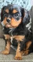 Piper, a female Cavalier King Charles Spaniel for sale in Bartlesville, OK – Photo 3 of 6