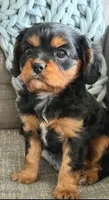 Piper, a female Cavalier King Charles Spaniel for sale in Bartlesville, OK – Photo 2 of 6