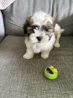 Buddy, a male Maltese and Shih Tzu for sale in Bartlesville, OK – 3 of 4