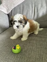 Buddy, a male Maltese and Shih Tzu for sale in Bartlesville, OK – 4 of 4