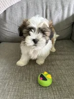 Buddy, a male Maltese and Shih Tzu for sale in Bartlesville, OK – 2 of 4