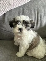 Ziggy, a male Maltese and Shih Tzu for sale in Bartlesville, OK – 4 of 4
