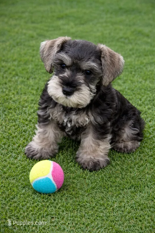 Black Collar Salt N Pepper  – Miniature Schnauzer puppy for sale in Newark, OH