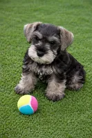 Black Collar Salt N Pepper , a male Miniature Schnauzer for sale in Newark, OH – Photo 1 of 2