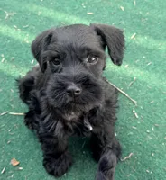 Red Collar Black boy, a male Miniature Schnauzer for sale in Newark, OH – Photo 2 of 3