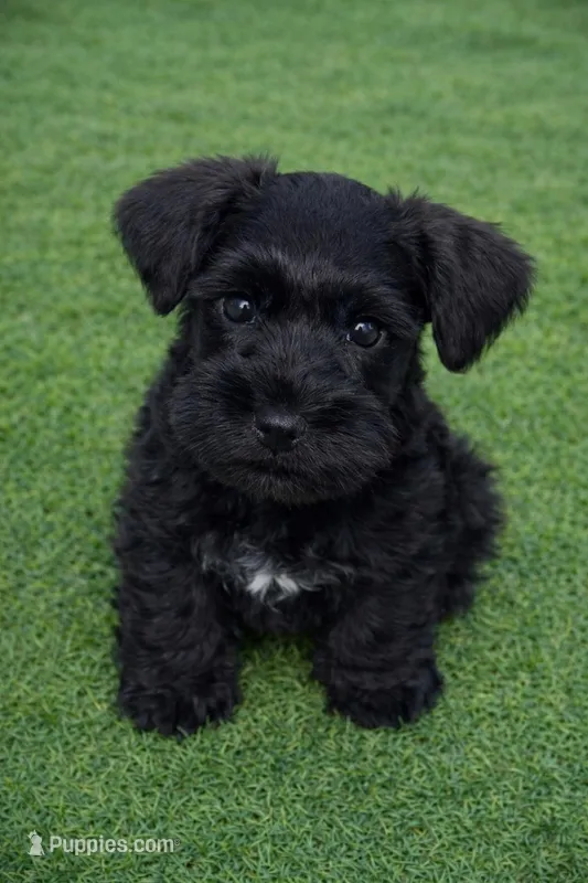 Red Collar Black boy – Miniature Schnauzer puppy for sale in Newark, OH