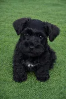 Red Collar Black boy, a male Miniature Schnauzer for sale in Newark, OH – Photo 1 of 3