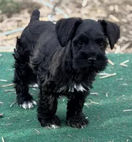 Orange Collar Black and White boy, a male Miniature Schnauzer for sale in Newark, OH – Photo 3 of 3