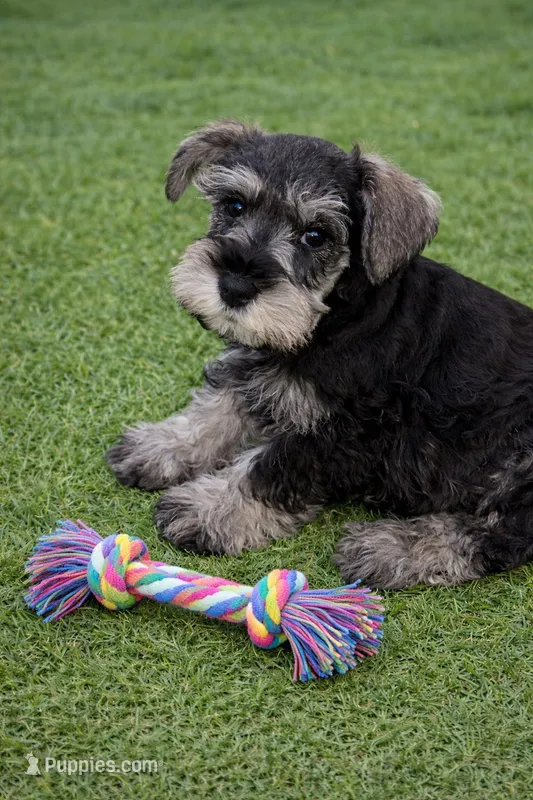 Blue Collar Salt N Pepper  – Miniature Schnauzer puppy for sale in Newark, OH