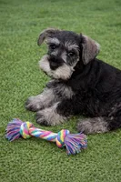Blue Collar Salt N Pepper , a male Miniature Schnauzer for sale in Newark, OH – Photo 1 of 2