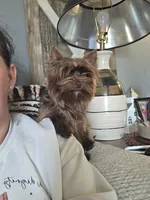 Lucy, a female Yorkshire Terrier for sale in Mount Sterling, KY – 6 of 10