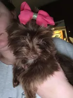 Lucy, a female Yorkshire Terrier for sale in Mount Sterling, KY – 7 of 10