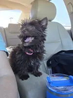 Lucy, a female Yorkshire Terrier for sale in Mount Sterling, KY – 2 of 10