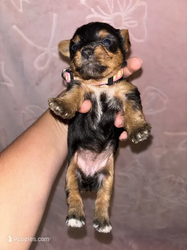 Pink Female – Yorkshire Terrier puppy for sale in Mount Sterling, KY