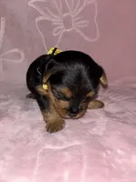 Yellow Female, a female Yorkshire Terrier for sale in Mount Sterling, KY – 4 of 4