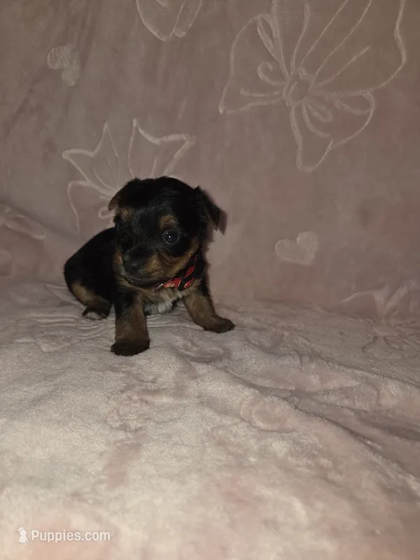 Red Female – Yorkshire Terrier puppy for sale in Mount Sterling, KY