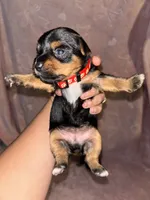 Red Female, a female Yorkshire Terrier for sale in Mount Sterling, KY – 4 of 4