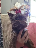 Lucy, a female Yorkshire Terrier for sale in Mount Sterling, KY – 3 of 10