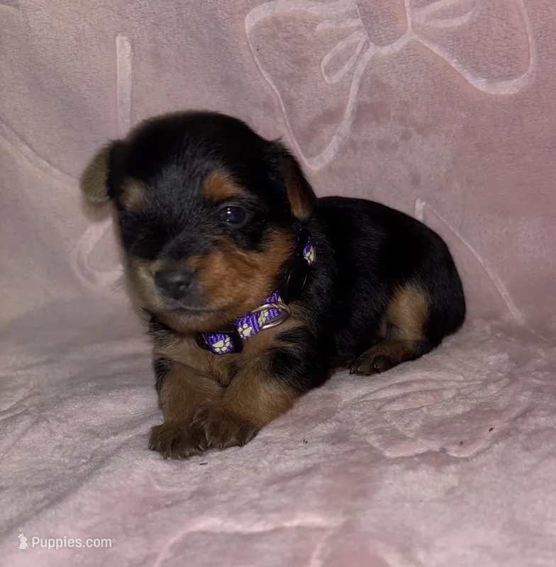 Purple Female – Yorkshire Terrier puppy for sale in Mount Sterling, KY