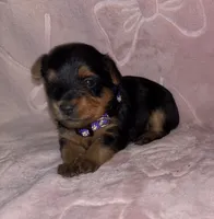 Purple Female, a female Yorkshire Terrier for sale in Mount Sterling, KY – 1 of 3