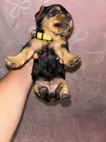 Yellow Female, a female Yorkshire Terrier for sale in Mount Sterling, KY – 2 of 4