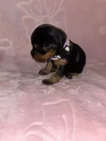 Lilac Female, a female Yorkshire Terrier for sale in Mount Sterling, KY – 3 of 3