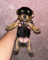 Purple Female, a female Yorkshire Terrier for sale in Mount Sterling, KY – 2 of 3
