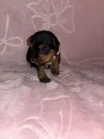 Pink Female, a female Yorkshire Terrier for sale in Mount Sterling, KY – 2 of 4