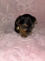 Yellow Female, a female Yorkshire Terrier for sale in Mount Sterling, KY – 3 of 4