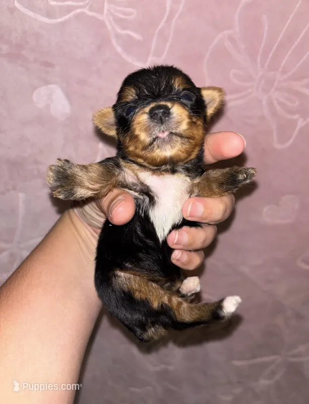 Female – Yorkshire Terrier puppy for sale in Mount Sterling, KY