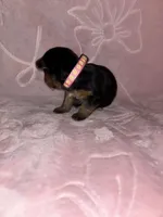 Pink Female, a female Yorkshire Terrier for sale in Mount Sterling, KY – 4 of 4