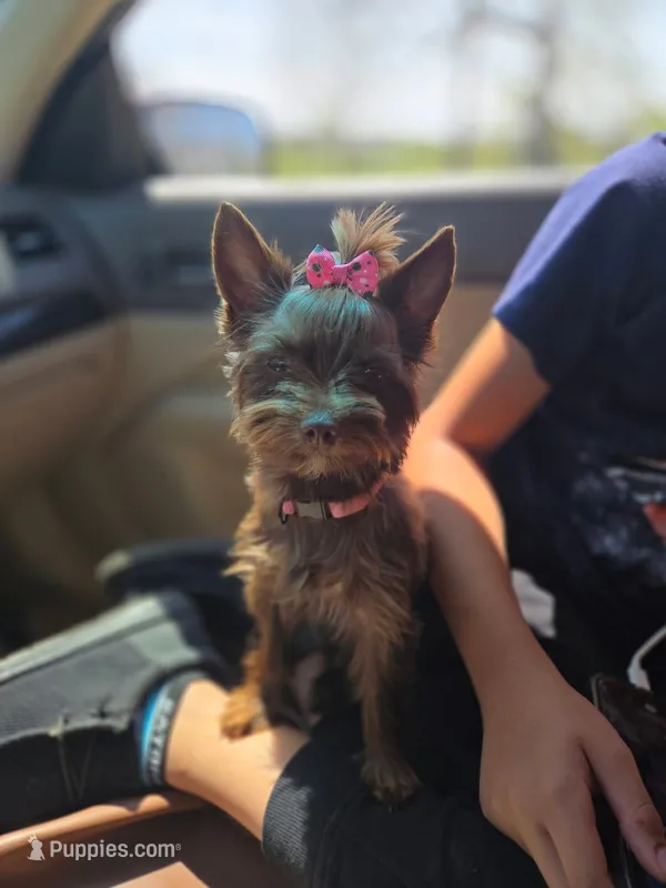 Lucy – Yorkshire Terrier puppy for sale in Mount Sterling, KY