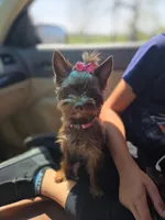 Lucy, a female Yorkshire Terrier for sale in Mount Sterling, KY – 1 of 10
