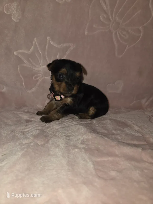 Pink Female – Yorkshire Terrier puppy for sale in Mount Sterling, KY