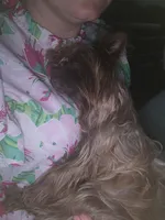 Lucy, a female Yorkshire Terrier for sale in Mount Sterling, KY – 5 of 10