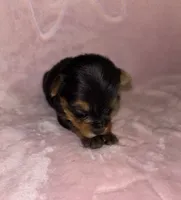 Female, a female Yorkshire Terrier for sale in Mount Sterling, KY – 3 of 3
