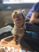 Lucy, a female Yorkshire Terrier for sale in Mount Sterling, KY – 4 of 10