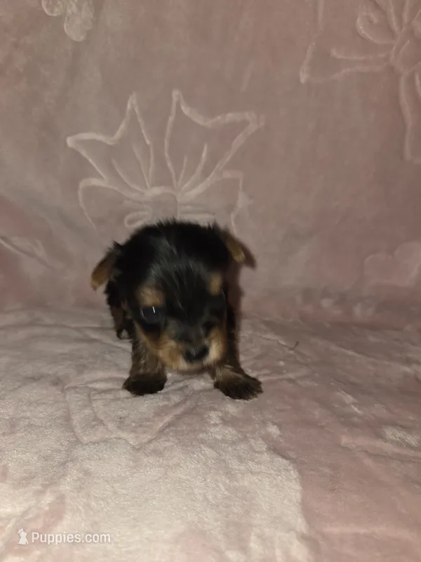 Female – Yorkshire Terrier puppy for sale in Mount Sterling, KY