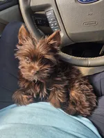 Lucy, a female Yorkshire Terrier for sale in Mount Sterling, KY – 9 of 10