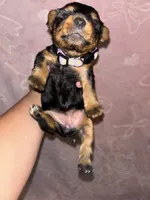 Lilac Female, a female Yorkshire Terrier for sale in Mount Sterling, KY – 2 of 3