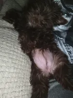 Lucy, a female Yorkshire Terrier for sale in Mount Sterling, KY – 10 of 10
