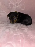 Yellow Female, a female Yorkshire Terrier for sale in Mount Sterling, KY – 1 of 4
