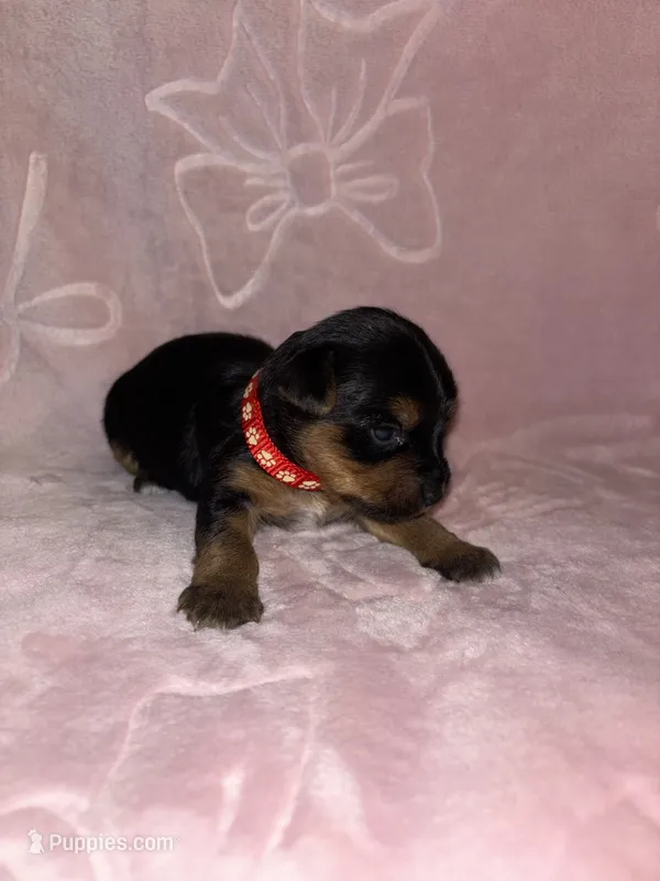 Red Female – Yorkshire Terrier puppy for sale in Mount Sterling, KY